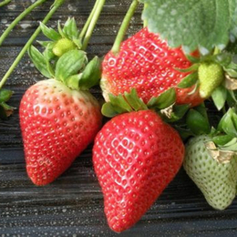 乾纳瑞农业科技好品质、草莓苗、全明星草莓苗