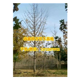 睿鑫银杏(图)、24公分银杏树价格、银杏树价格
