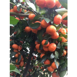 广西新鲜砂糖橘产地*大量批发应季水果供应