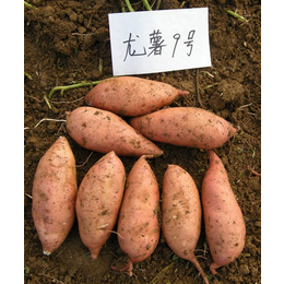 亳州红香蕉红薯品种 亳州红香蕉红薯产地