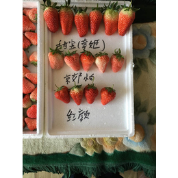 草莓苗、乾纳瑞农业科技好品质、脱毒草莓苗基地