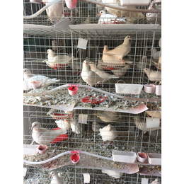 开封鸽子场 鸽子养殖 种鸽养殖