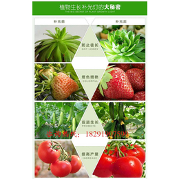 草莓植物生长灯_【红皎阳植物生长灯】_梧州植物生长灯