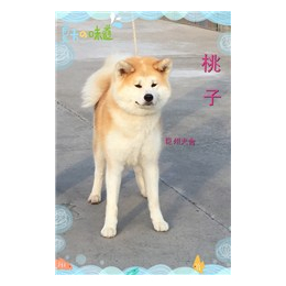 日系秋田犬专卖|无锡秋田犬|巨洲犬舍(查看)