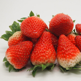 乾纳瑞农业科技优惠价、草莓苗、咖啡草莓苗