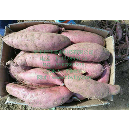 滁州商薯19红薯基地 滁州商薯19红薯供应