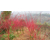 日本红枫赤金枫 品种纯正赤金枫 日本红枫树苗 红枫小苗包成活缩略图4
