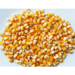 湖北汉光农业求购玉米600吨缩略图