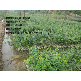 湖南两年生油茶苗种植基地,【新胜油茶】,湘西两年生油茶苗