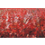 正宗美国 红枫秋火焰 品种纯正红枫 红枫批发  改良红枫缩略图3