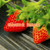 童子一号草莓苗,乾纳瑞(在线咨询),草莓苗缩略图1
