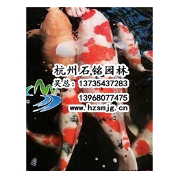 生态鱼池哪家好、台州生态鱼池、杭州石铭园林景观