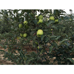 红富士苹果市场价|康霖现代农业(在线咨询)|红富士苹果