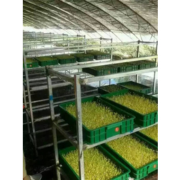 爽舌尖芽苗菜微工厂|爽舌尖芽苗菜怎么样|建华区爽舌尖