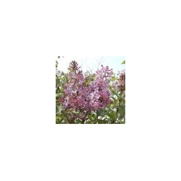 河北紫丁香种苗  侧柏种苗   红叶小檗种苗