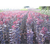 江西供应美国紫叶红栌 彩叶红栌 紫叶红栌小苗报价缩略图3