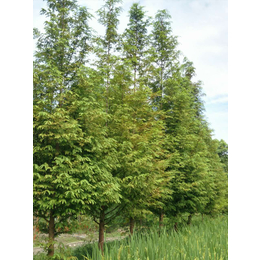 成都水杉供应6-20公分水杉新价格手货源批量低价处理好树型