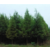 成都水杉供应6-20公分水杉新价格手货源批量低价处理好树型缩略图4