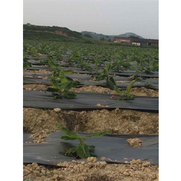 黑色除草膜一卷多少钱、硕泰，广西黑色除草膜厂、黑色除草膜