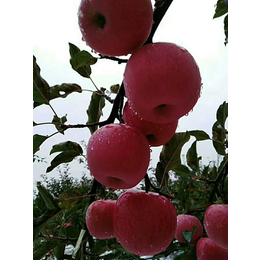 洛川苹果、景盛果业、洛川苹果报价