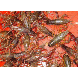 小龙虾成品基地|滇武商贸|红河小龙虾成品