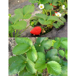宜春有机肥|怎样做草莓有机肥料|拜农生物(****商家)