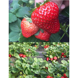 拜农生物(在线咨询)|万年有机肥|草莓需要什么有机肥料