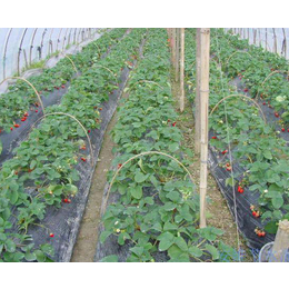 安徽安维(图)|果园灌溉设备|开封灌溉设备