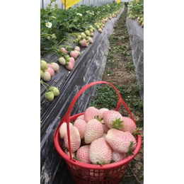 红颜草莓苗价格|草莓苗|乾纳瑞农业科技服务好