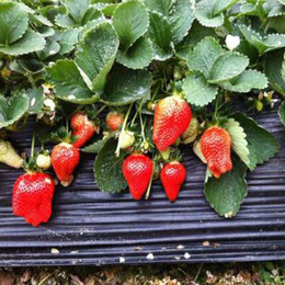 乾纳瑞农业科技优惠价(图)_*草莓苗_草莓苗