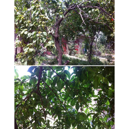 水溶性桃树有机肥料、桃树有机肥、拜农桃子*中药有机肥(图)
