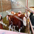张北县牛市受追捧 每日交易上千头肉牛缩略图1