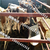 肉牛养殖利润-张北县*市场缩略图3