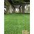 无锡原野地毯(图),句容人造草坪,人造草坪缩略图1