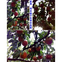 桃树有机肥、拜农桃子*中药有机肥、桃子树怎样做桃树有机肥料