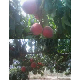 桃树有机肥_拜农桃子*中药有机肥_桃树有机肥的价格