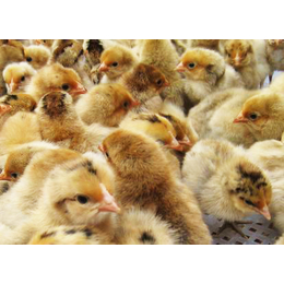 养殖鸡苗批发价,惠民禽业,东莞生态园鸡苗批发价