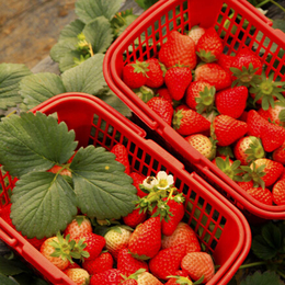 草莓苗,乾纳瑞农业科技欢迎您,宁玉草莓苗
