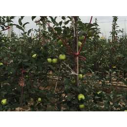 康霖现代农业(图)|进口苹果私人订制|进口苹果