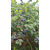 郫县蓝莓苗、蓝莓苗基地、批发蓝莓苗缩略图1