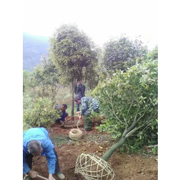 桂花树_大量出售10公分桂花树_桂花树产地缩略图