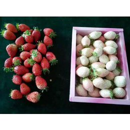 乾纳瑞农业科技优惠价_草莓苗_太空2008草莓苗