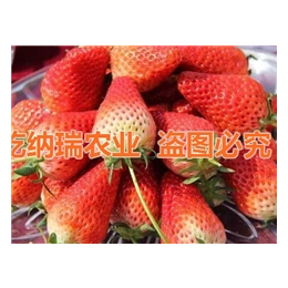 甜查理草莓苗|乾纳瑞农业科技好品质|威海草莓苗