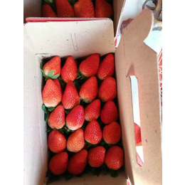 草莓苗、乾纳瑞农业科技欢迎您、大棚草莓苗