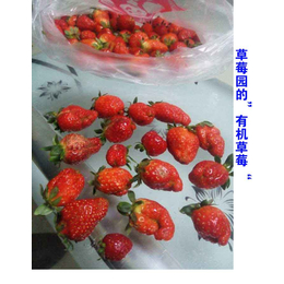 草莓叶面肥_拜农草莓*中药叶面肥_草莓叶面肥的种类