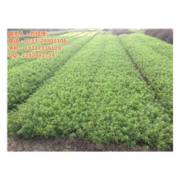 湖南绿化苗种植培育_怀化绿化苗_【新胜油茶】(查看)