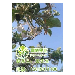 洛川苹果品种供应、洛川苹果、景盛果业