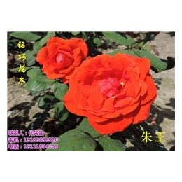 玫瑰花批发价格|玫瑰花|铭巧花木