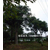 绿岛苗木供应5-30公分浙江杜英 金华尖叶杜英树缩略图2
