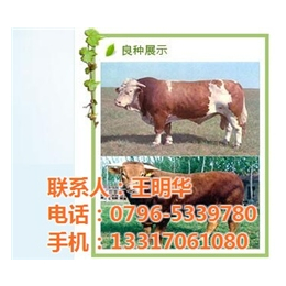 养殖肉牛种牛_养殖肉牛_明发肉牛养殖销售